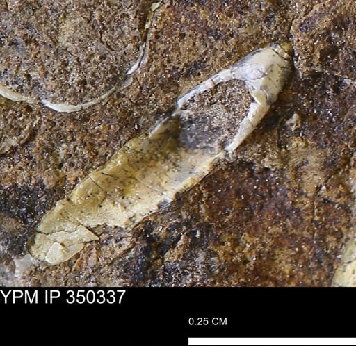 undet. Scaphopoda
