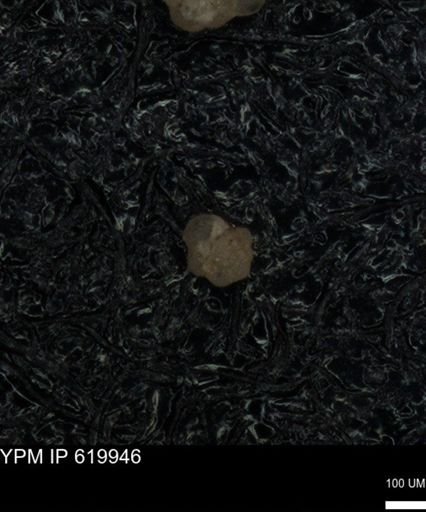 undet. Foraminiferida