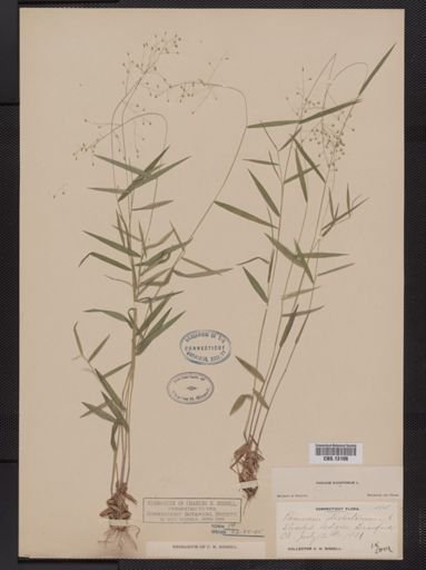Panicum dichotomum