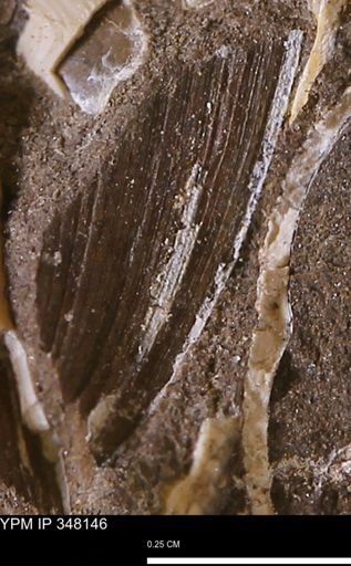 Limopsis striatopunctatus