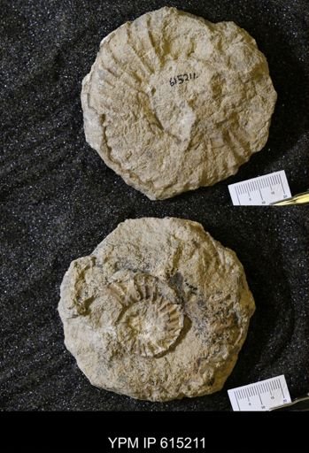 Prionocyclus sp.