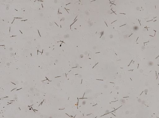 Agelas sp.
