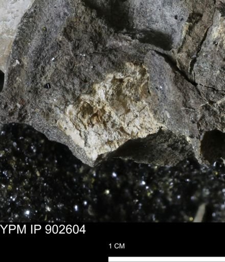 undet. Mollusca