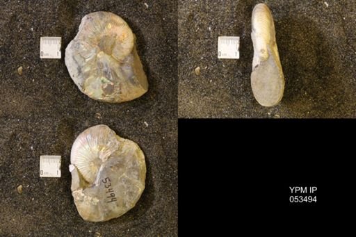 Hoploscaphites nicolletii