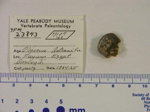 Hyracoidea