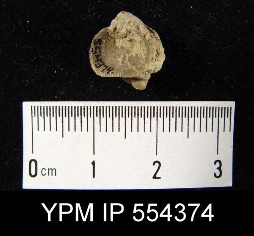 undet. Orthida