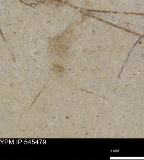 undet. Insecta