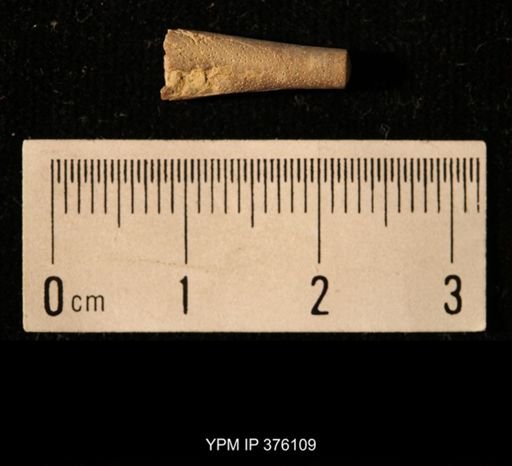 Pseudorthoceras knoxense