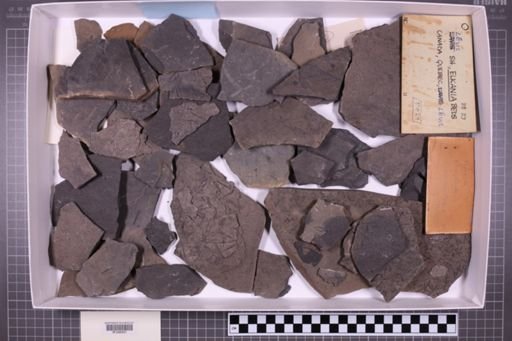 mixed taxa, stratigraphic collection
