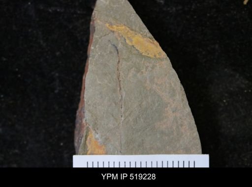 undet. Ichnofossil