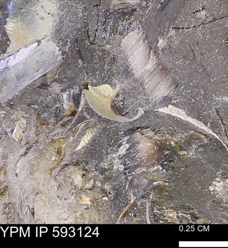undet. Mollusca
