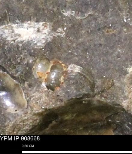 undet. Gastropoda