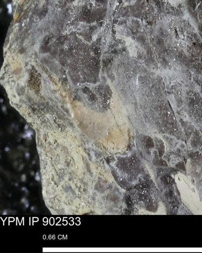 undet. Bivalvia
