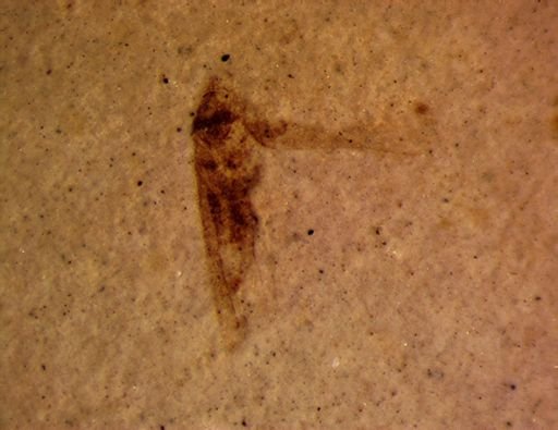 undet. Cicadellidae