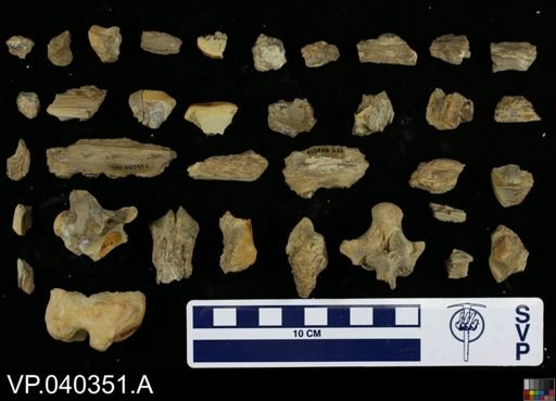Clidastes sp.