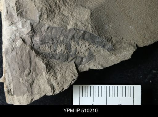 undet. Pterygotidae