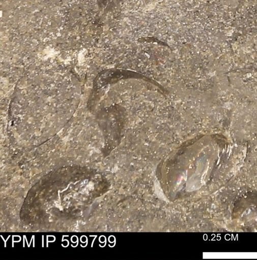 Protocardia subquadrata