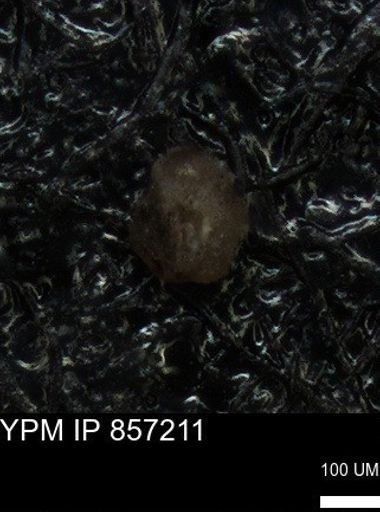 undet. Foraminiferida