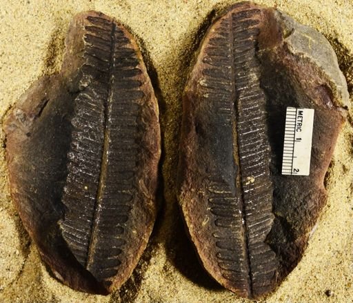 Pecopteris