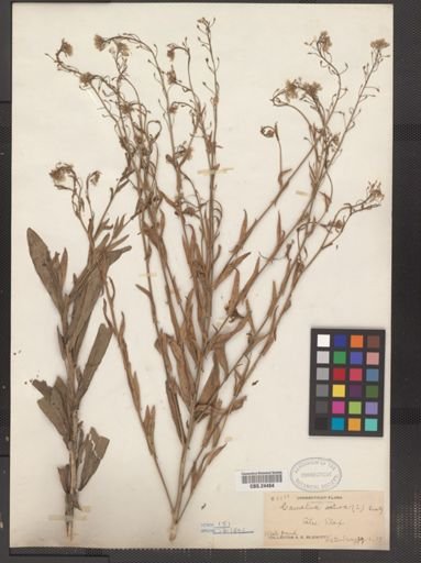 Camelina sativa