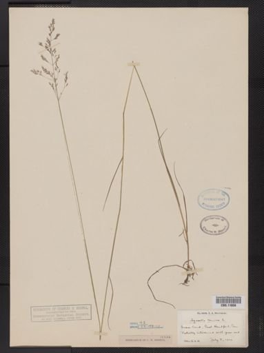Agrostis canina