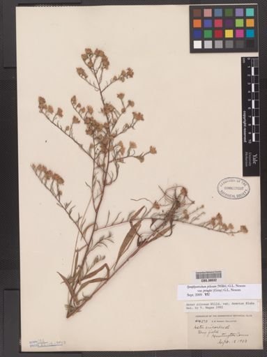 Symphyotrichum pilosum