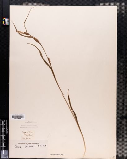 Carex amphibola