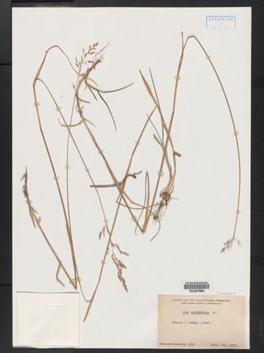 Poa compressa