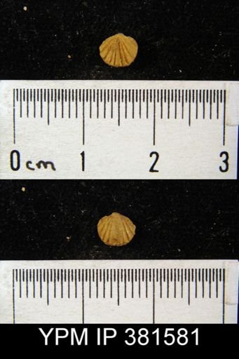 Anoplotheca concava tonolowayensis