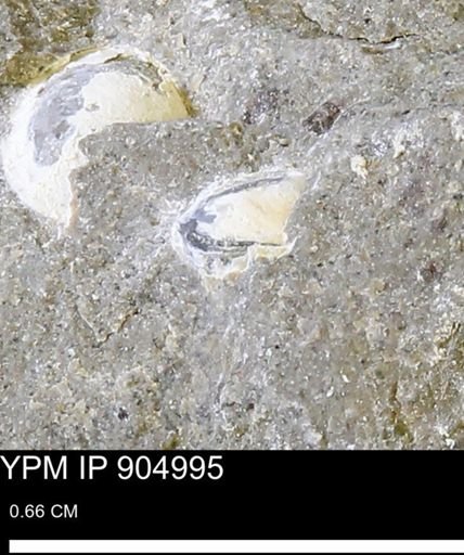 undet. Bivalvia