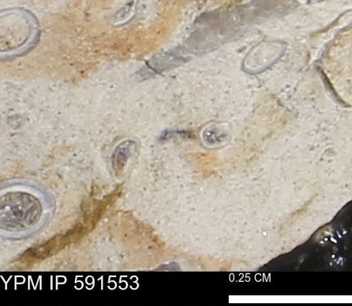 Serpulidae