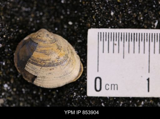 Limopsis striatopunctatus