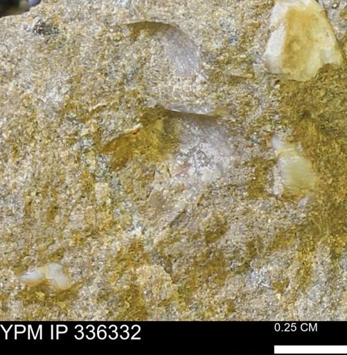 undet. Mollusca