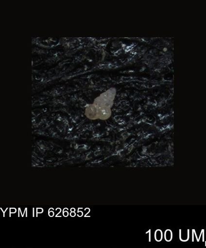 undet. Foraminiferida