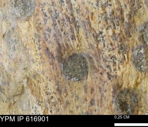 Teredo sp.