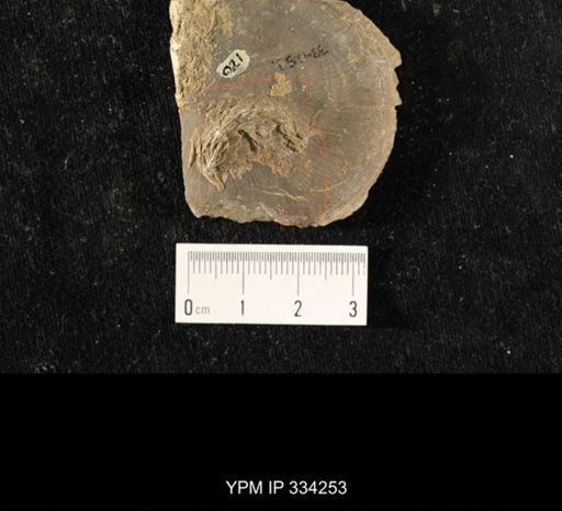Isorophus cincinnatiensis