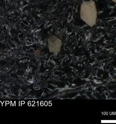 undet. Rugoglobigerinidae