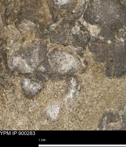 Anomia gryphorhyncha