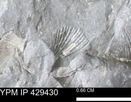 Devonochonetes scitulus