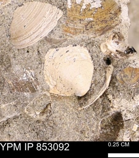Limopsis striatopunctatus