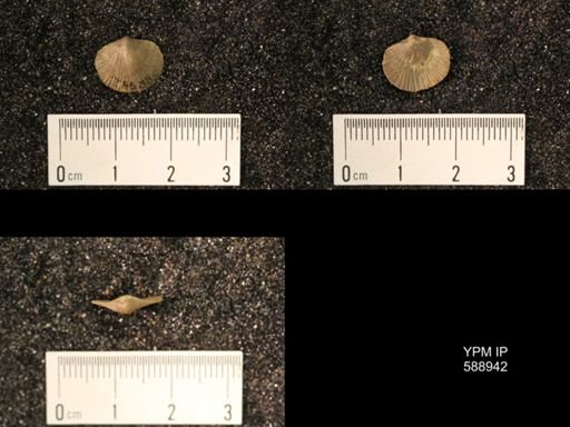 Dalmanella testudinaria emacerata