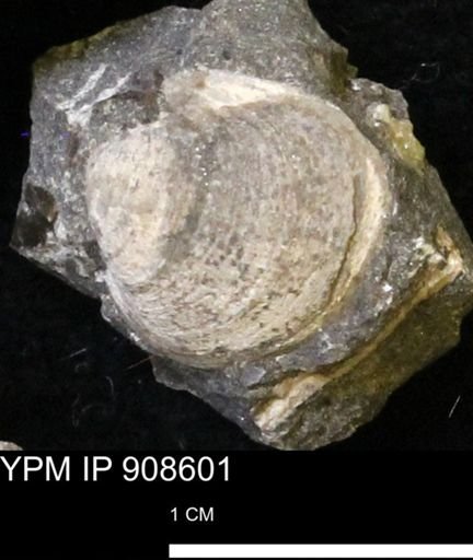 Protocardia?