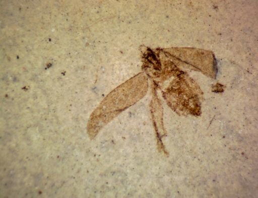 undet. Hemiptera