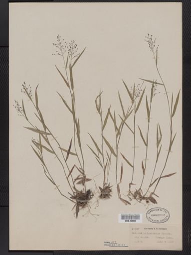 Panicum columbianum