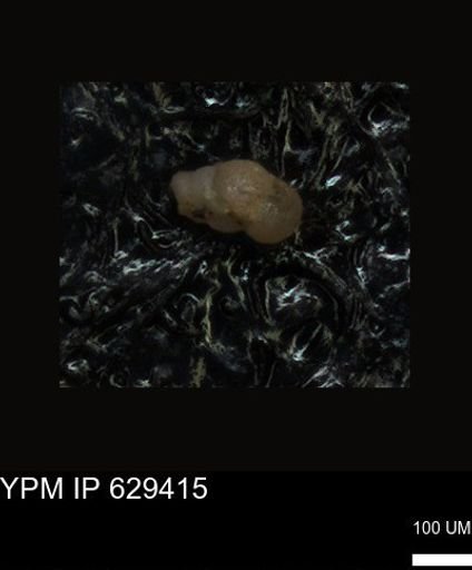undet. Foraminiferida