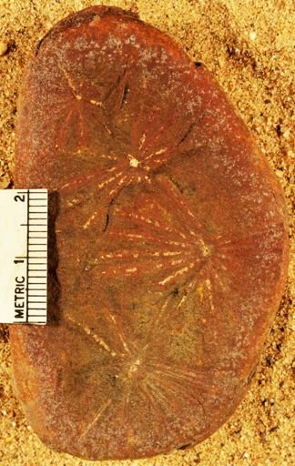 Annularia
