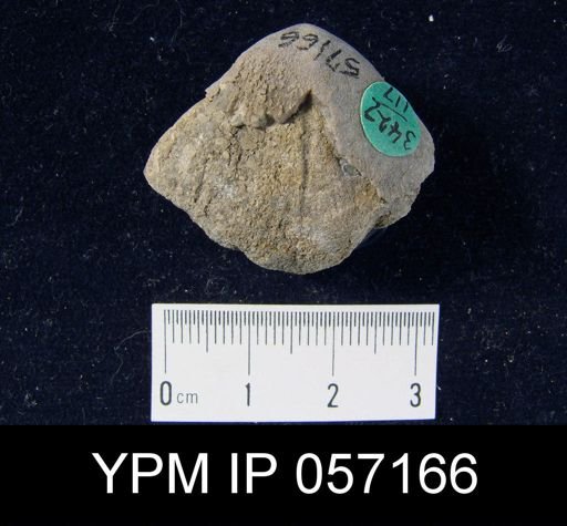 Meristella arcuata