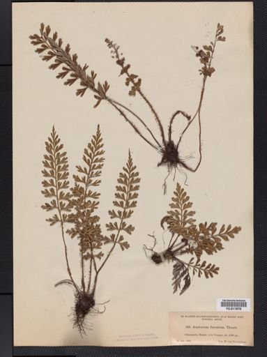 Asplenium