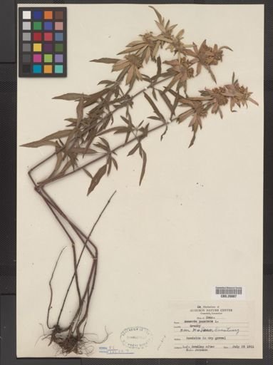 Plantae