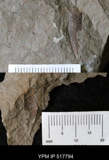 undet. Hyolithida